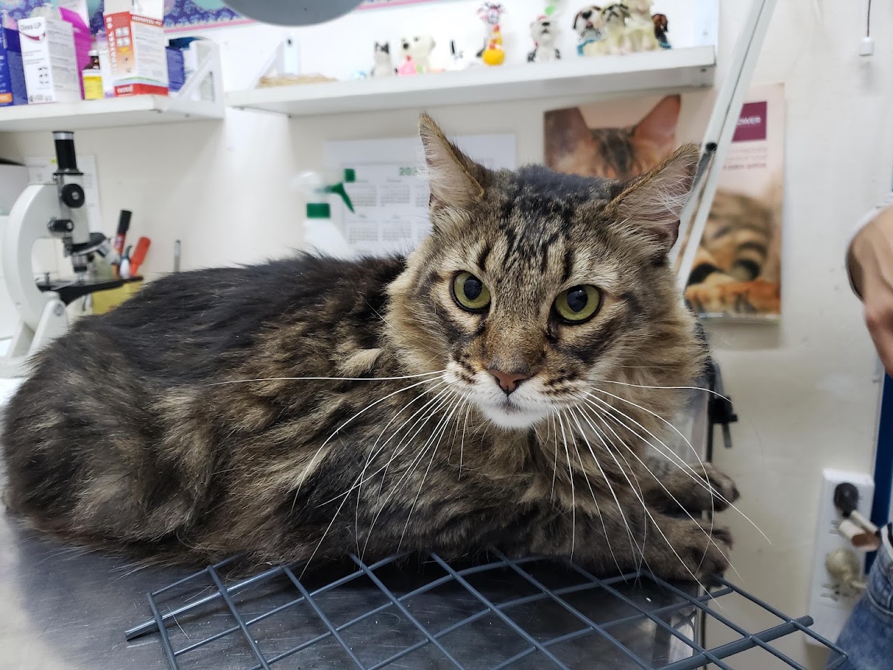 Gata atendida en la clínica veterinaria Dra. Mega