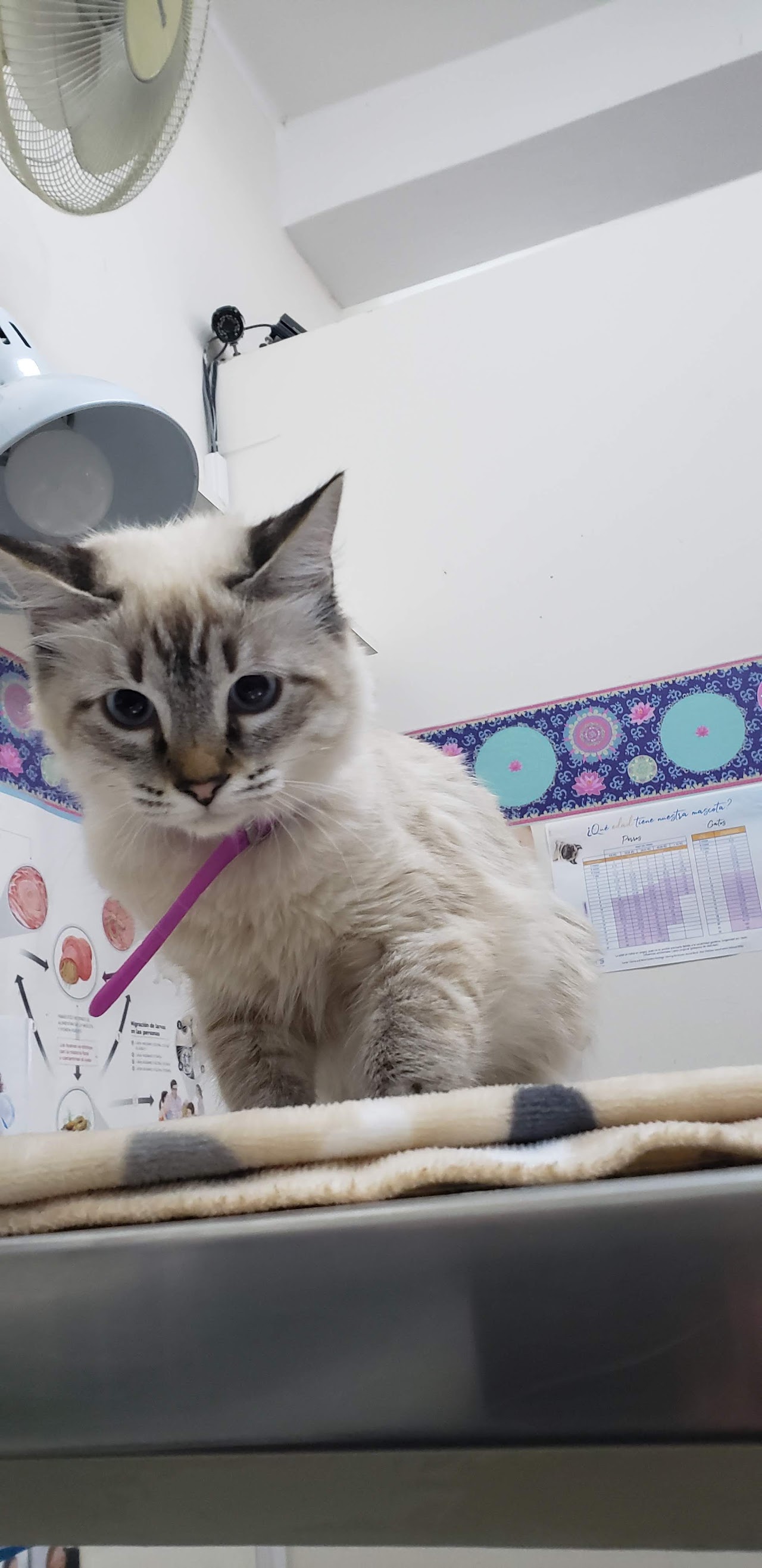 Gato en consulta con cepillo dental en Dra. Mega