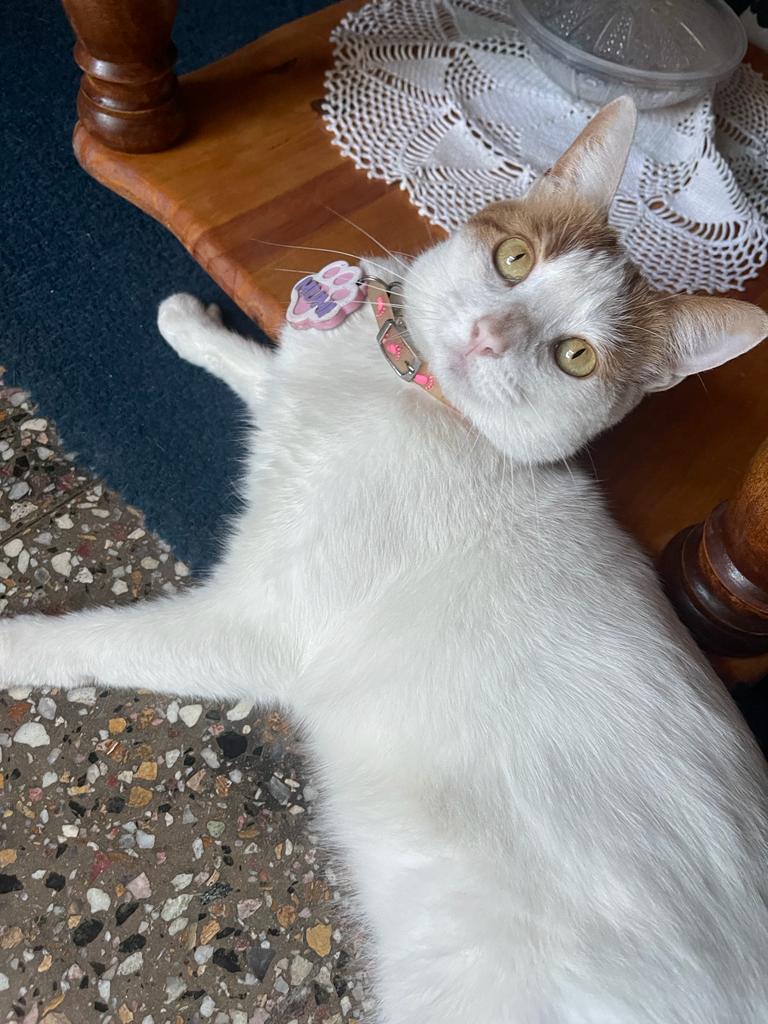 Mascota paciente de Dra. Mega